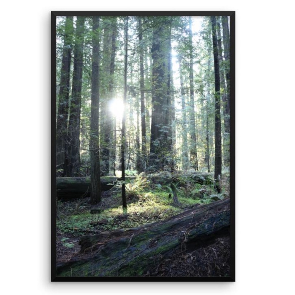 Remember The Redwoods Cali Ventcri Photography